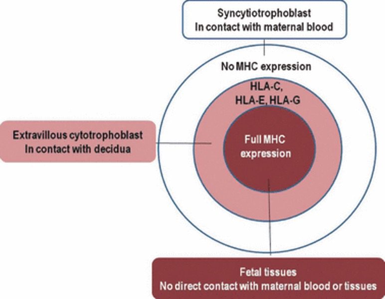 Espressione degli antigeni HLA del trofoblasto umano