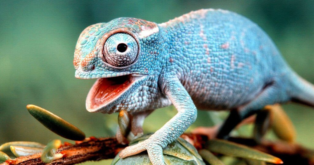 Cura dei Denti negli Animali Domestici Esotici