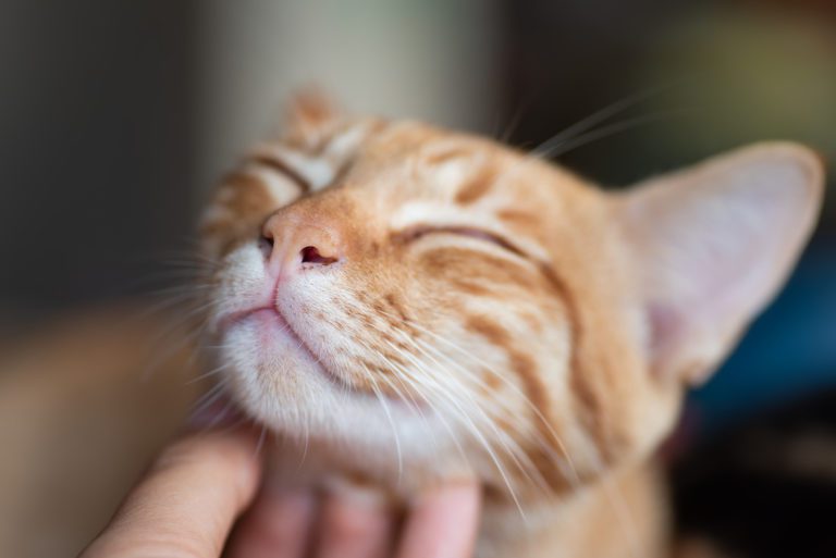 Gatti Felici