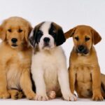 Razze di cani per le famiglie
