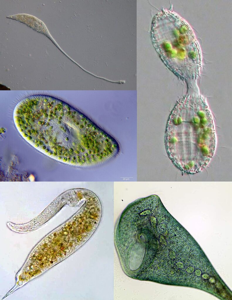 Ciliophora