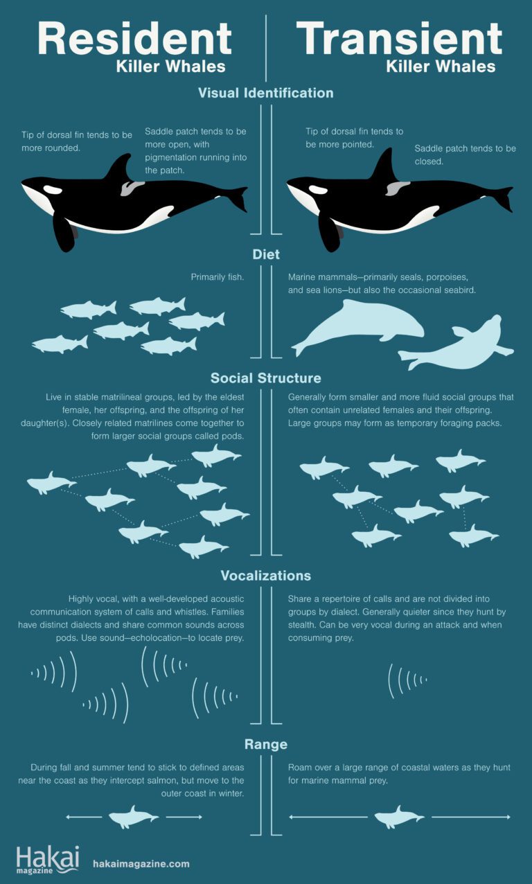 Micro Orca Orcinus orca - l'orca assassina