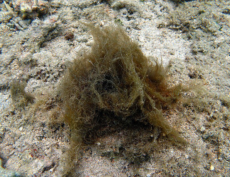 Filamenti di Moorea producens fotografati presso l'isola La Réunion, nell'Oceano Indiano