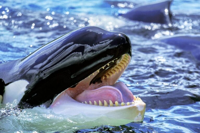 Micro Orca Orcinus orca - l'orca assassina