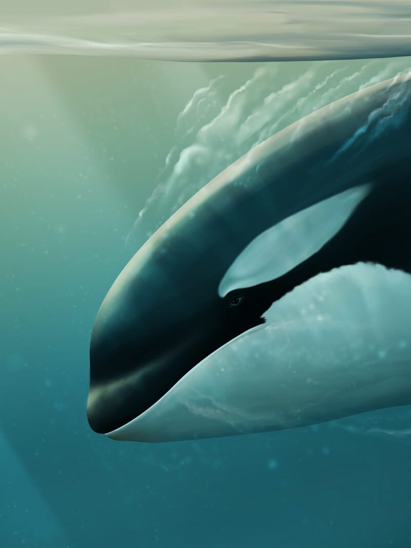 Primo piano di Orcinus orca.