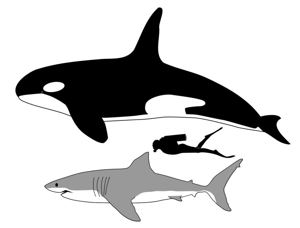 Confronto tra le dimensioni di un essere umano, un grande squalo bianco ed un orca.