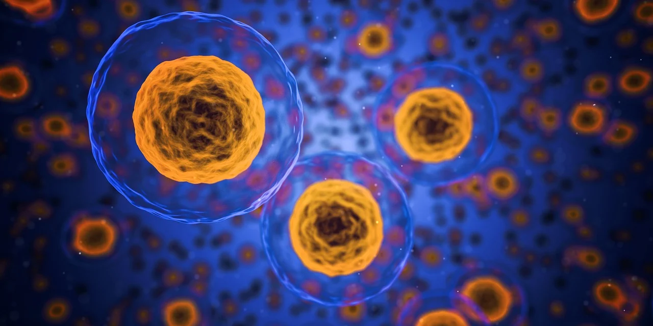Cellule del corpo umano che potrebbero essere colpite dalla chemoterapia o da cui potrebbe svilupparsi un tumore