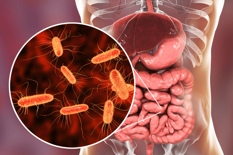 Le infezioni da Clostridium difficile si manifestano a livello del tratto gastro-intestinale