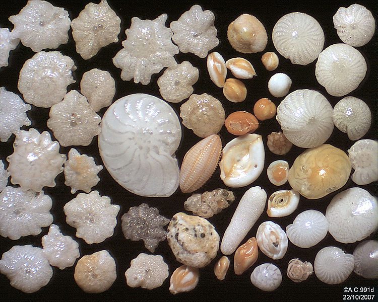 Foraminiferi