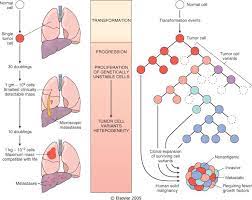 Schematizzazione del meccanismo di progressione delle cellule neoplastiche