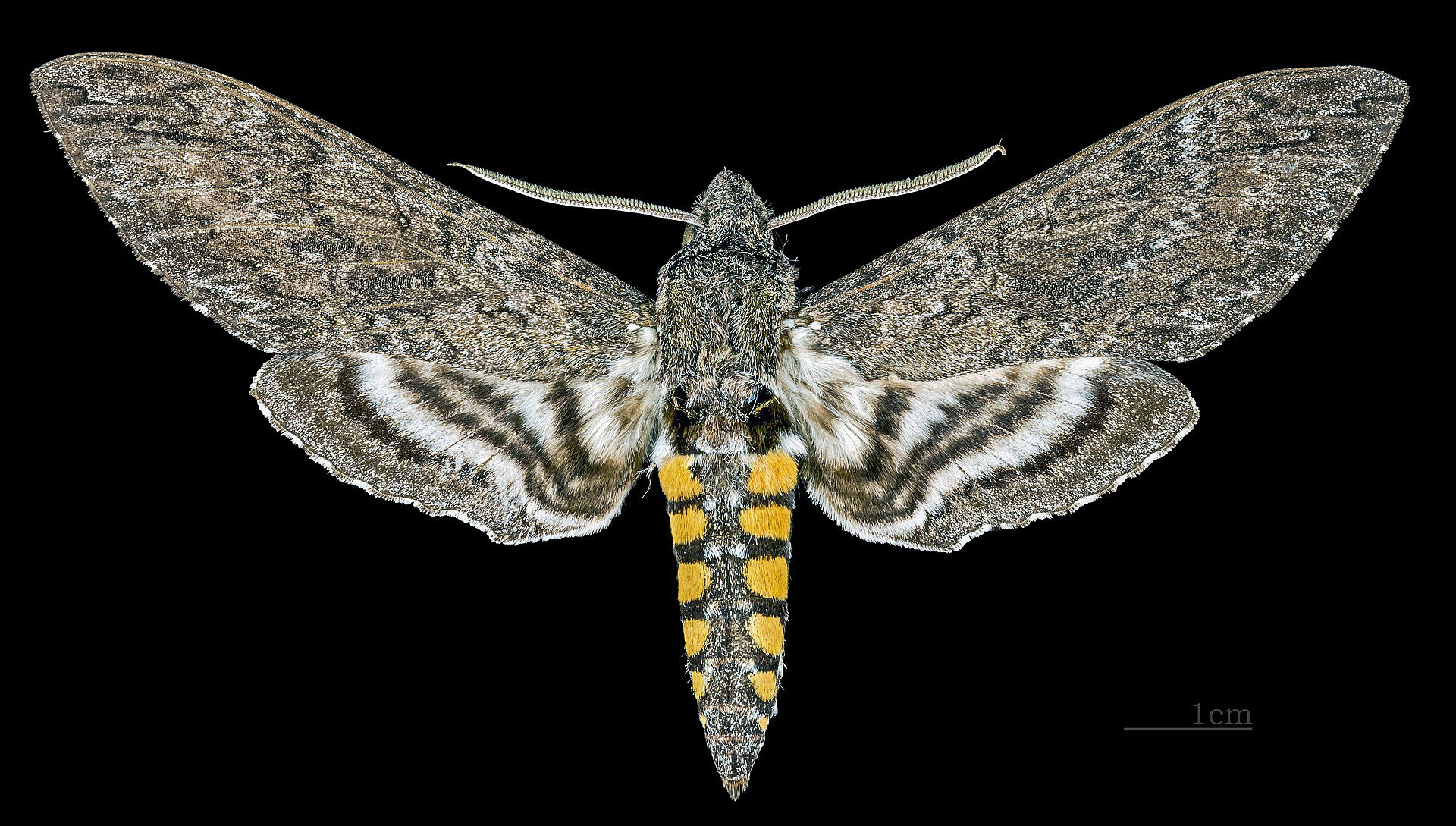 La falena del tabacco (Manduca sexta). I nitrati alterano il profumo dei fiori che non viene più rilevato da questa falena.