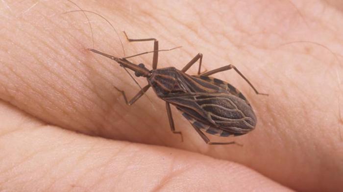 La cimice Triatoma infestans, ospite intermedio di T. cruzi e vettore della malattia di Chagas