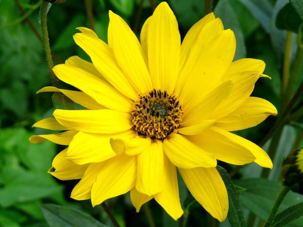 l'Arnica montana