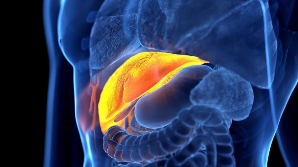 il metabolismo del glicogeno