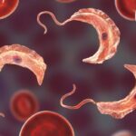Tripanosomi nel sangue raffigurati insieme a eritrociti