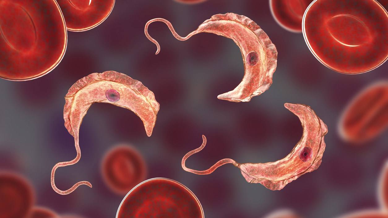 Tripanosomi nel sangue raffigurati insieme a eritrociti