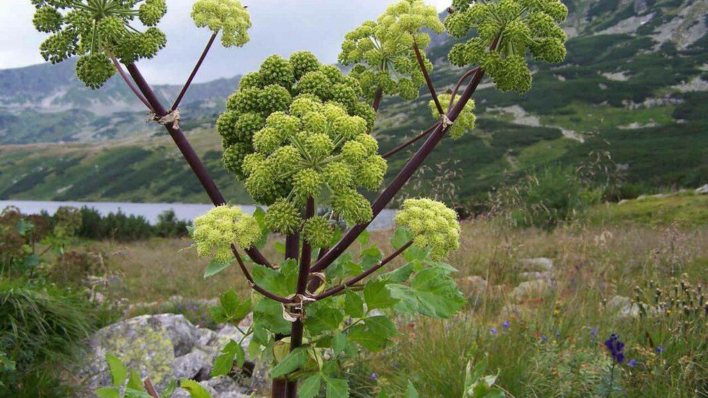 Radice di Angelica digestione