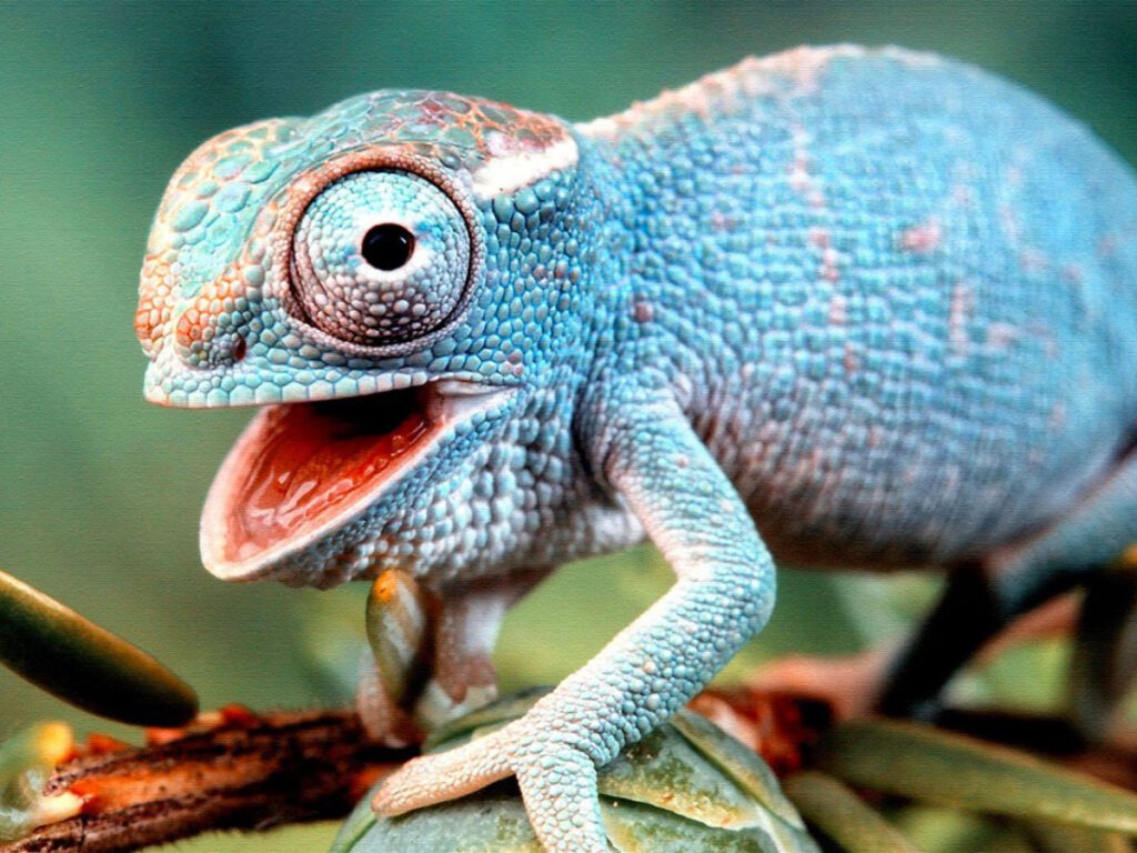 Igiene animali domestici esotici