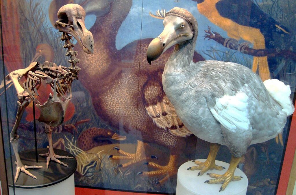 Dodo uccello