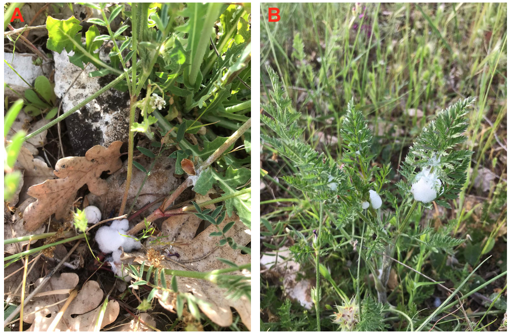 Sputi di Philaenus spumarius su specie erbacee vegetali diverse, Hyssopus officinalis L., 1753 (A) e Daucus carota L., 1753 (B).
