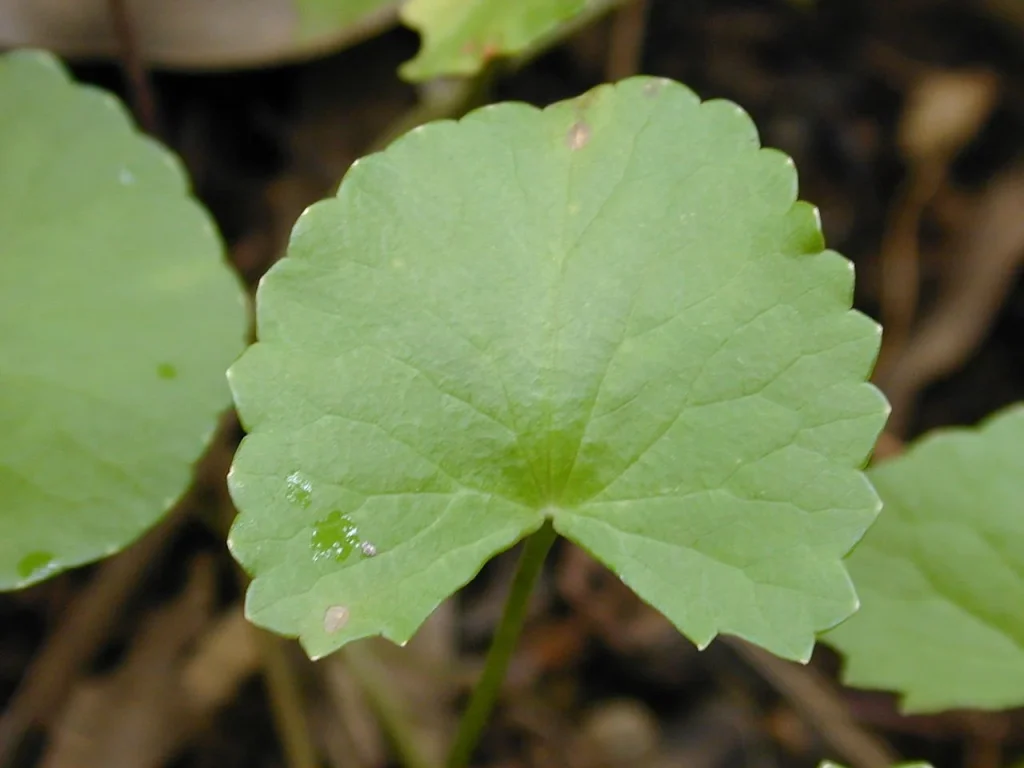 Centella Asiatica pelle