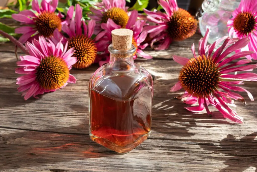 Echinacea sistema immunitario