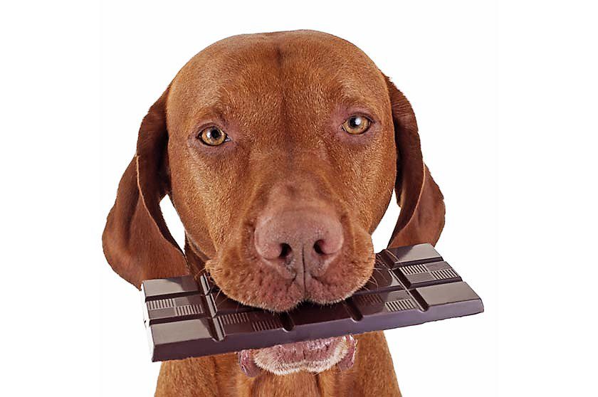 Intossicazione del Cane
