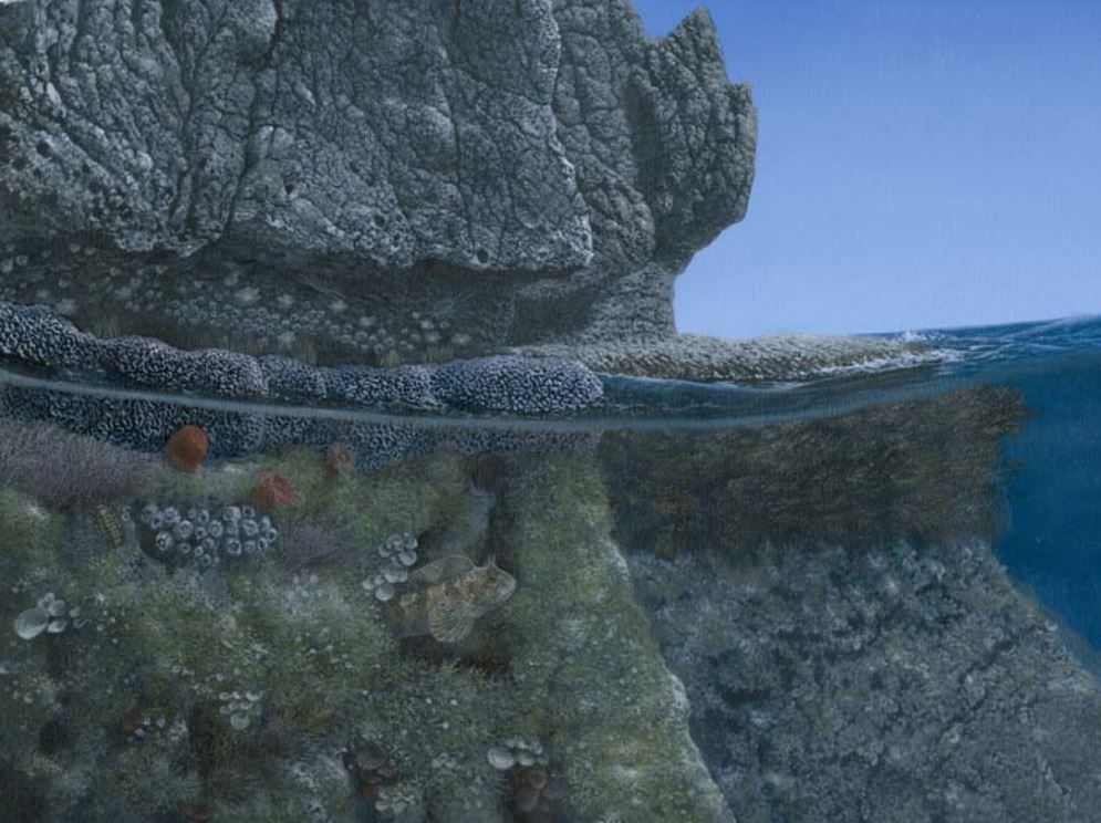 Gli habitat del mar Mediterraneo: il piano sopralitorale.