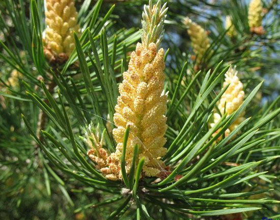 Allergie al Polline di Pino