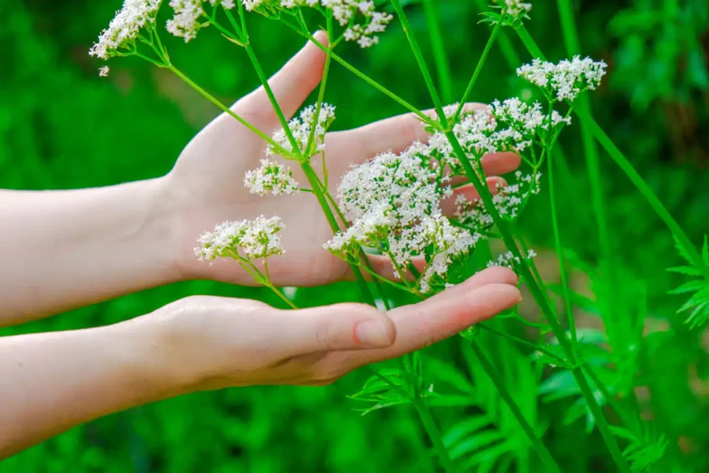 Radice di Valeriana