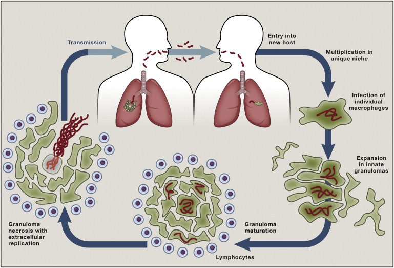ciclo vitale dell'agente eziologico della tubercolosi: il Mycobacterium tuberculosis