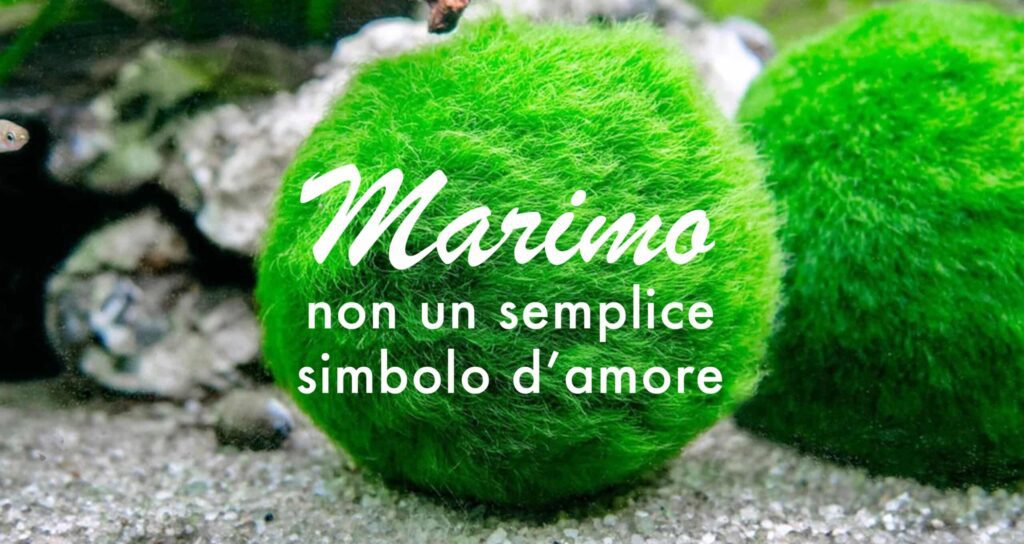 Marimo