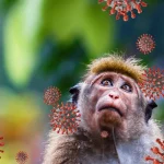 Virus B delle scimmie