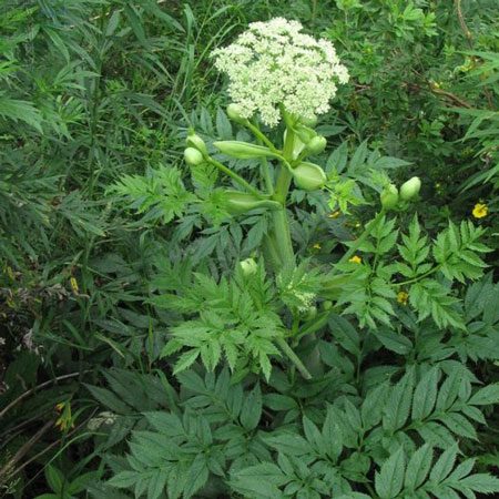 angelica salute digestiva