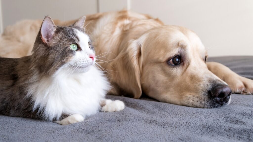 Stagioni e animali domestici