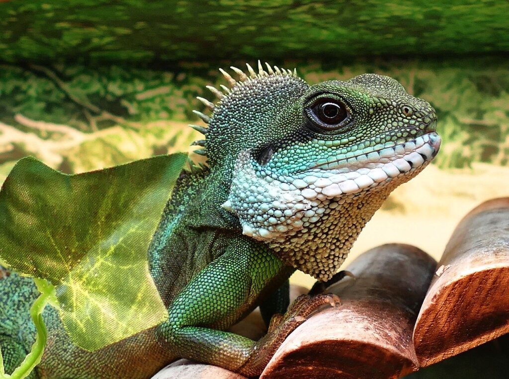 Cura unghie animali esotici