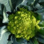 Broccoli contorno salute