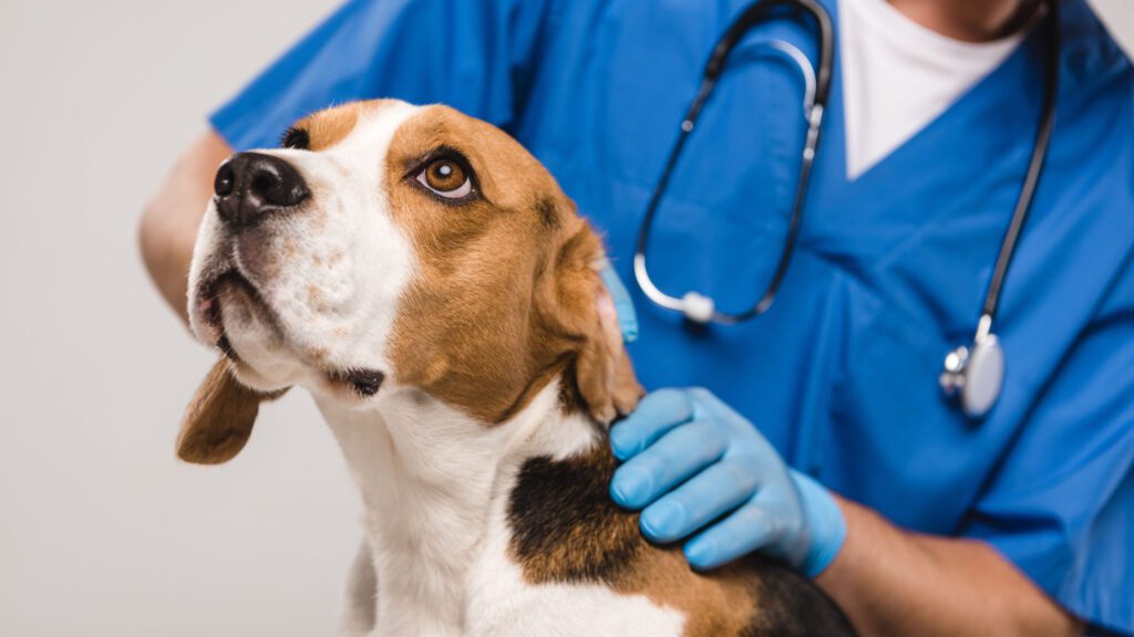 Animali domestici rischi salute