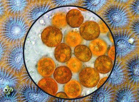 visione di coralli al microscopio: in arancione le microalghe che formano mutualismo con essi