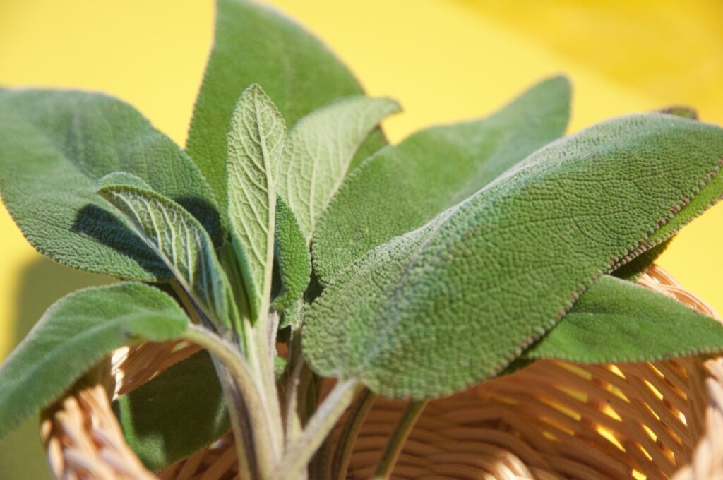 Allergie alle Erbe Aromatiche