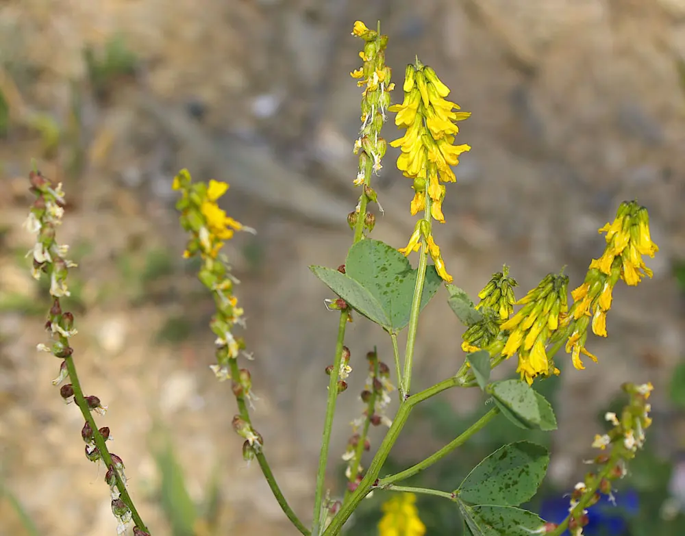 Melilotus per Edema