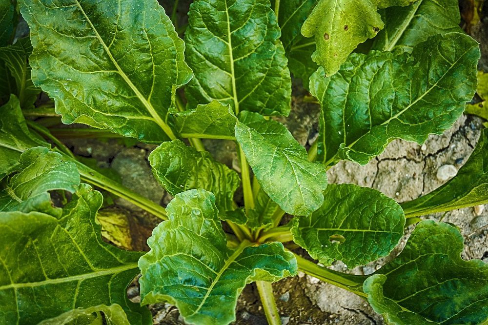 Spinaci e la Prevenzione dell'Osteoporosi