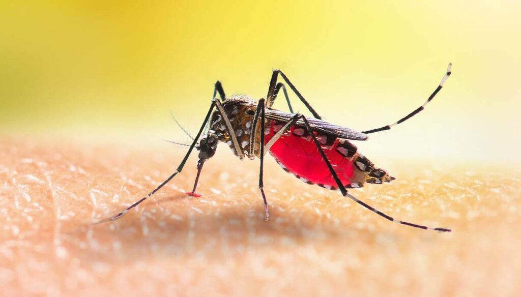 zanzara Aedes aegypti. Vettore del virus DENV che causa la Dengue