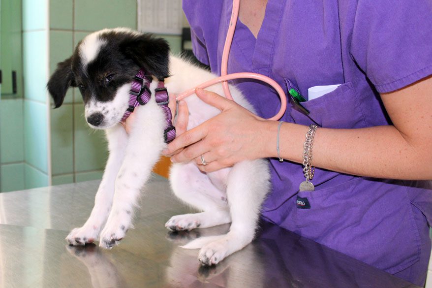 Gestione del Dolore Post-Operatorio negli Animali Domestici