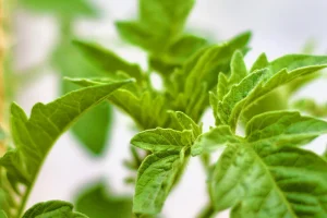 Macerato di foglie di pomodoro