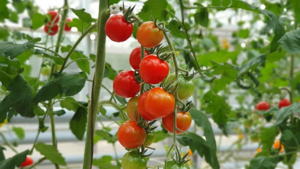 Come Coltivare i Pomodori in Casa