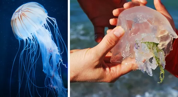 Cosa fare se si è punti da una medusa al mare?