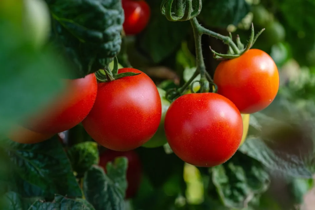 coltivazione pomodori