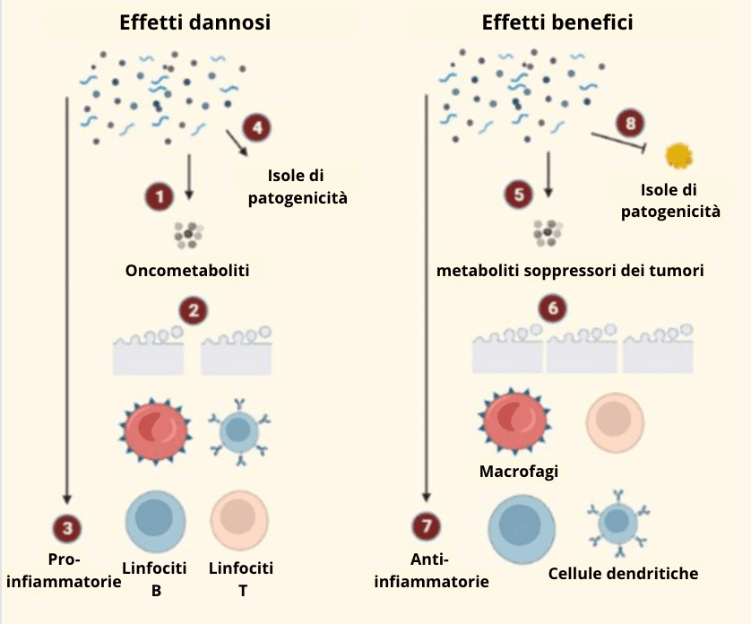 Meccanismi_microbiota_tumore
