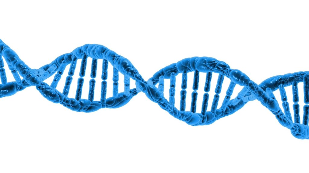 DNA, in cui sono presenti legami a idrogeno